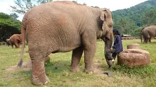 Природный интеллект слона: сладкий совет по здоровью от Тонг Э — ElephantNews