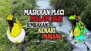 Masteran Pleci Malam Hari Tembakan Kenari Panjang