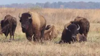 Bison at Kankakee Sands