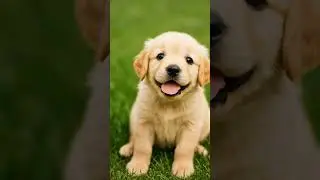 #DreamScreenAI | Cute small Dog baby sound | #cute #funny #pets #cutedog #squiggles #snowball #lenny