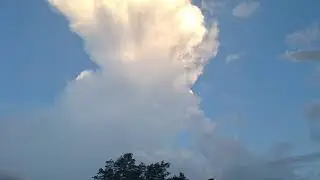 bonita vicio