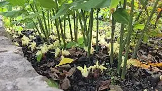 Myoga Ginger blooms in New Jersey.