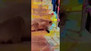 Aaj mere Ghar aye Bajrangbali @Jalpan kar ke gye @kijo Kesari ke lal Mera Chhota sa o Kam @yshorts