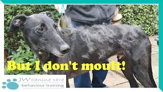Dogs and Moulting