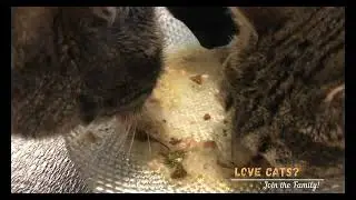 Watch how my cats eagerly eat meat gravy