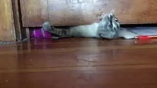 Cat squeezing between 2inch gap under door way