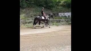 Dressage - Iberian horses - Daniel Volante
