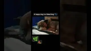 #pitbulldog #blunose #fathead sleeping dog 🐾 #pumpkinhead #rinkle perfect audio loop