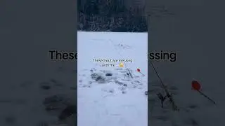 ice fishing for rainbow trout 😂 #icefishing #rainbowtrout #winterfishing #patrout