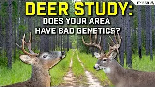 DEER STUDY: Do Bucks Have Bad Genetics in Your Area? SOUTHERN DEER RESEARCH from MSU DEER LAB! - 588