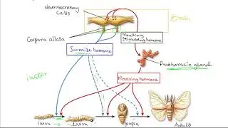 Role of growth hormones in insects