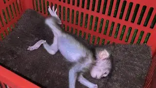 Baby Monkey Millie Falls and Suddenly Can Walk Fluently