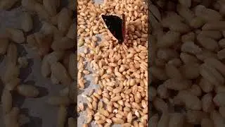 gorgeous red-spotted butterfly on a bed of grain 🌾 dark wings on golden grains ❤️🦋😘