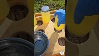 Feeding Bees with Sugar Syrup 🐝🥤 | Mason Jar Method #beekeeper #beekeeping #bee #apicultura #farming