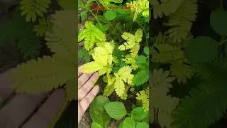 #chhuimui #plants @Ultimate_SRS_Gamer