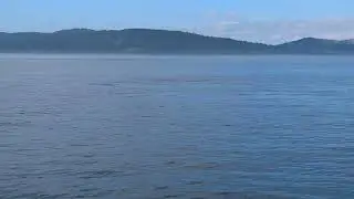 British Columbia Orca Pod 1