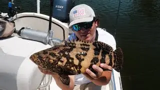 Baby Goliath Grouper Fishing On Light Tackle