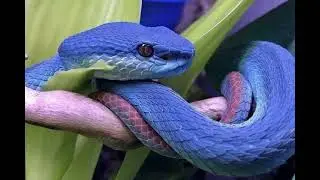 axxturel - serpentine money dance 432hz