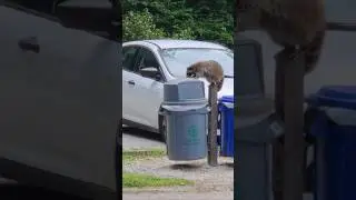 Raccoon Caught Stealing Snack from Park Trash Can in Ohio. Urban Wildlife Moment #raccoon #wildlife