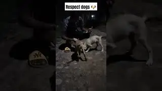 Respect animal's #shortvideo #respect🐶 #helpboy#trendingshorts #youtubeshorts #🥰