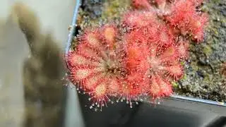 Drosera sp. 