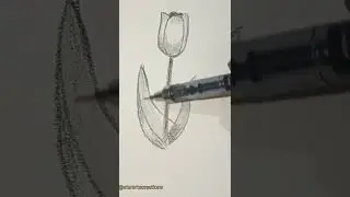 Easy tulip drawing | 100 days drawing challenge | day 6 #youtube #fyp #satisfying #drawing #flowers
