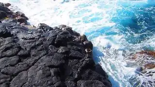 Known Odyssey - Sea Turtle Dance ~