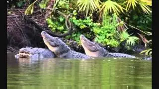 Gator mating season in Florida ( Turn your speakers on )