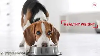Royal Canin Tailored Nutrition for Beagle
