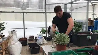 Пересаживаем Агаву правильно!