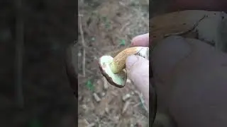 Pilze sammeln und genie&szlig;en