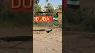 Dubai 🇦🇪 #uae🇦🇪 #property #realestate #hardworkmatters #viralvideo #trending #100kviews #dubai #burj
