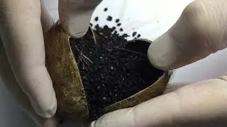 كل ما تود معرفته عن مسك الغزال -  DEER MUSK in action