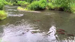 Salmon Run on the way to Seward