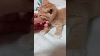 this poor kitten can't walk, and he has a severe skin disease