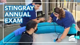 Watch A Southern Stingray's Annual Exam
