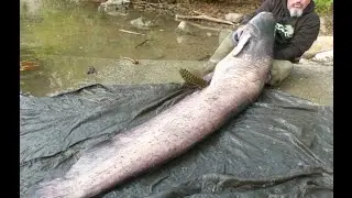Catfish, Meerval, Whaler  Big combat et big Silure France. Car&ecirc;me Philippe.