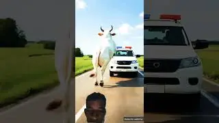 yd bb uf 6 week off full kc full g I ha dv #tereliyehumhaijiye #cow #funny #jiskeaan