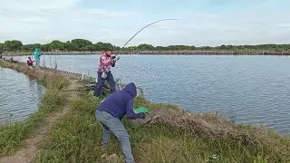 Alhamdulilah Mabar Ikan Bandeng Akhir Tahun 2025 Berjalan Lancar    Lokasi Kp SukaDuri Kab Bekasi