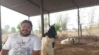 JOURNEY OF ARM GOAT FARM REHMAN MISTRY {THODASPICY}&MOHAMMED BHAI[BIG BOSS}