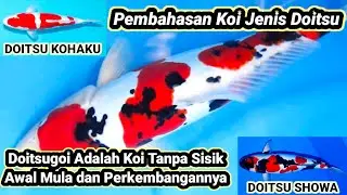 Sejarah ikan koi jenis doitsu | Doitsu Koi Fish | Koi doitsu