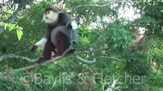 Red-shanked Douc Langur, Vietnam. 20190916_064406.m2ts