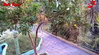 BAle Tani Jombang