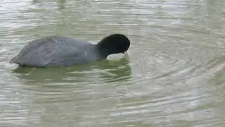 【野鳥】ナンキンハゼの実を食べるオオバン Eurasian coot eating Chinese tallow tree fruits【Wild bird】