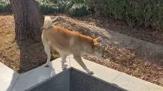 The stray dog in the city