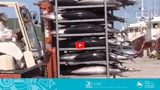 COASTAL FISHERIES TRAINING | 2.4 - On board tuna loining and freezing
