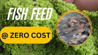 Fish Feed at Zero Cost | Wolffia Wonder Plant an Alternative to Pelleted Floating Feed.