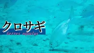 【 クロサギ 】鷺のように口が長いので黒鷺　Gerres equulus
