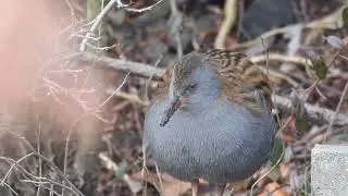 Wodnik / water rail / Rallus aquaticus