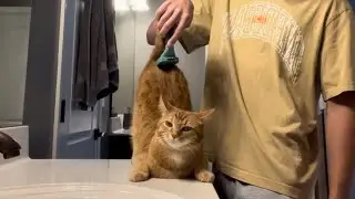 Testing Out The Furminator Deshedding Tool 🤯